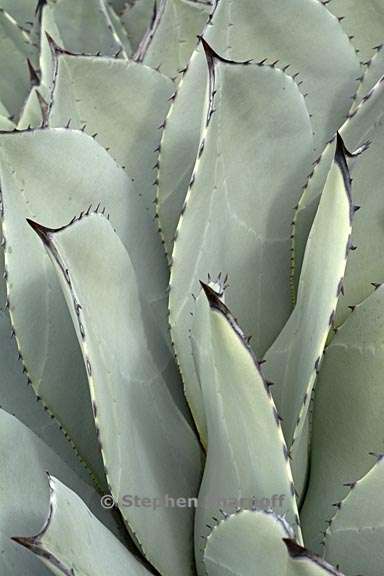 agave parryi var huachucensis 5 graphic